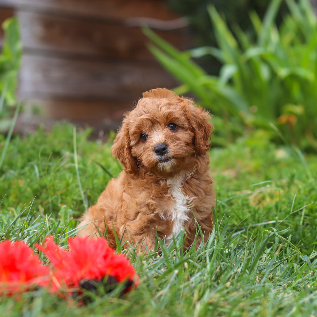 Brody - Available 8/27