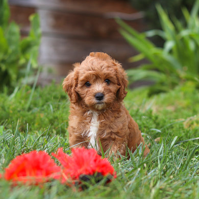 Brody - Available 8/27