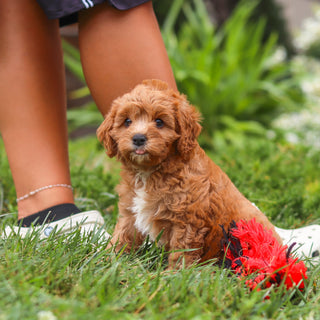Brody - Available 8/27