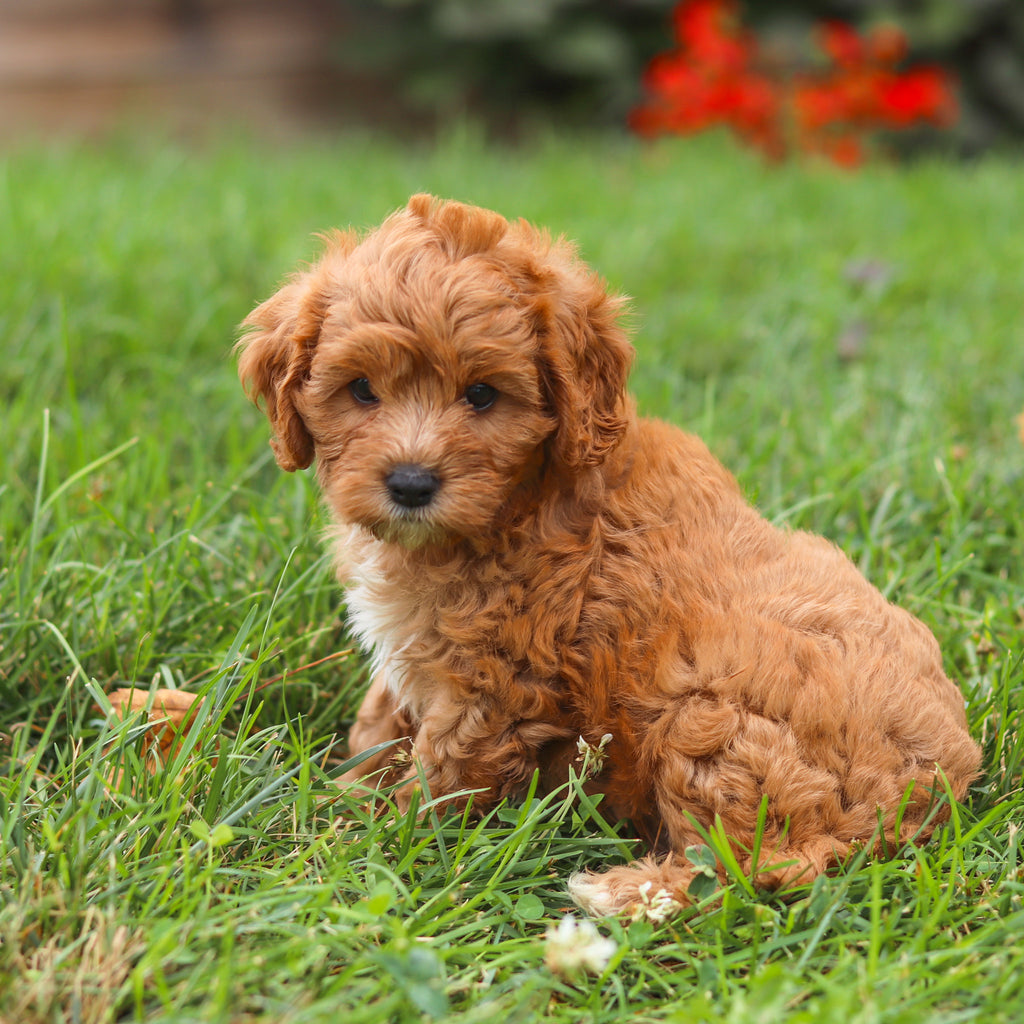Brody - Available 8/27
