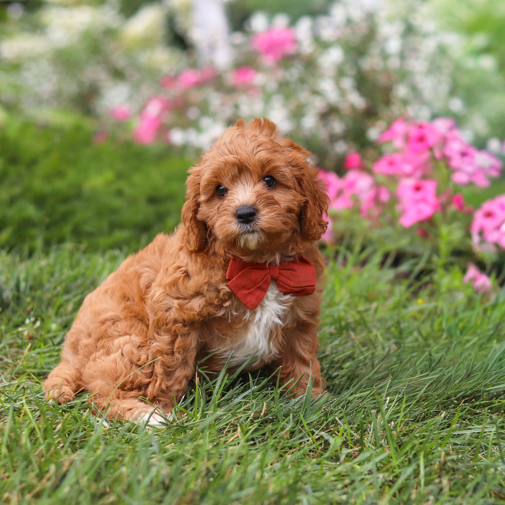 Brody - Available 8/27