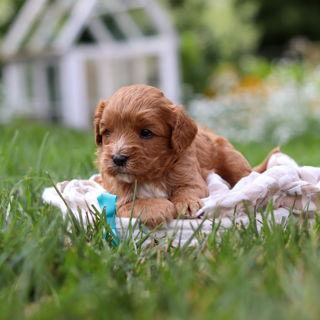 Brody - Available 8/27