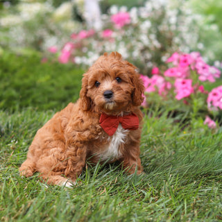 Brody - Available 8/27