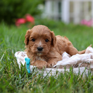 Brody - Available 8/27