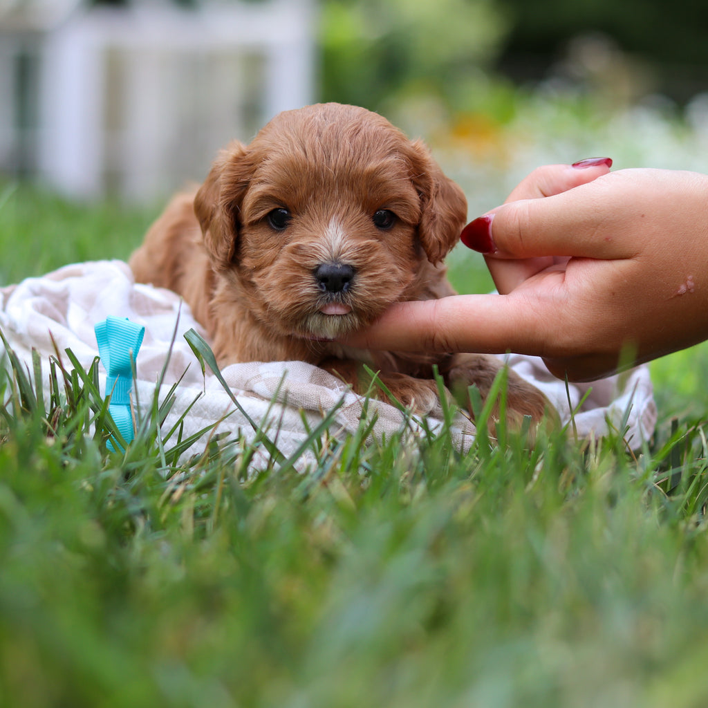 Brody - Available 8/27