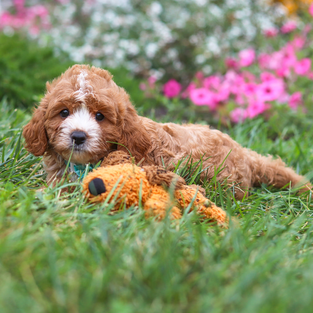 Brooks - Available 8/27