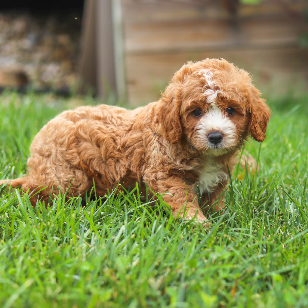 Brooks - Available 8/27