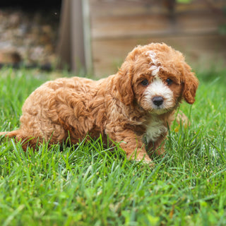 Brooks - Available 8/27