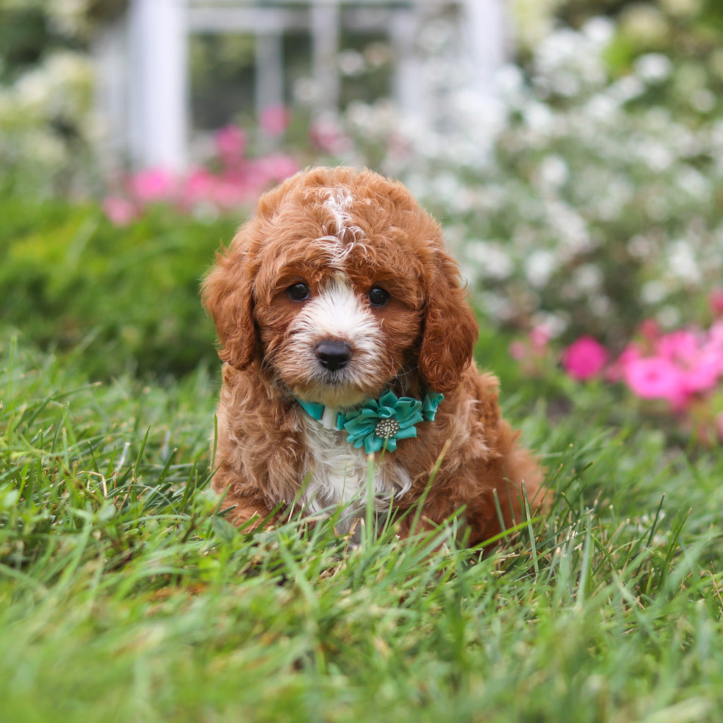 Brooks - Available 8/27