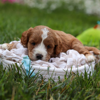 Brooks - Available 8/27