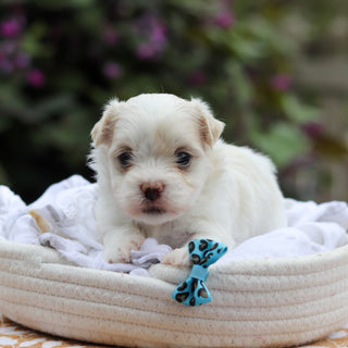 Domino - Available 9/24