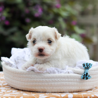 Domino - Available 9/24