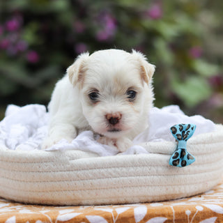 Domino - Available 9/24