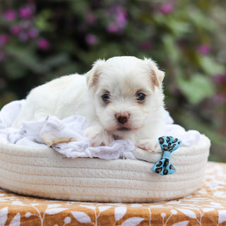 Domino - Available 9/24