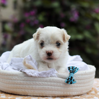 Domino - Available 9/24