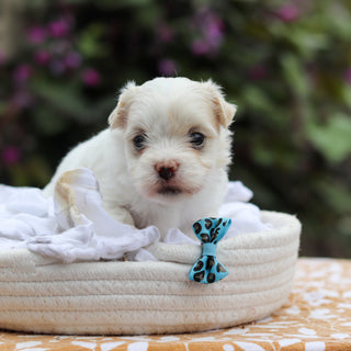 Domino - Available 9/24