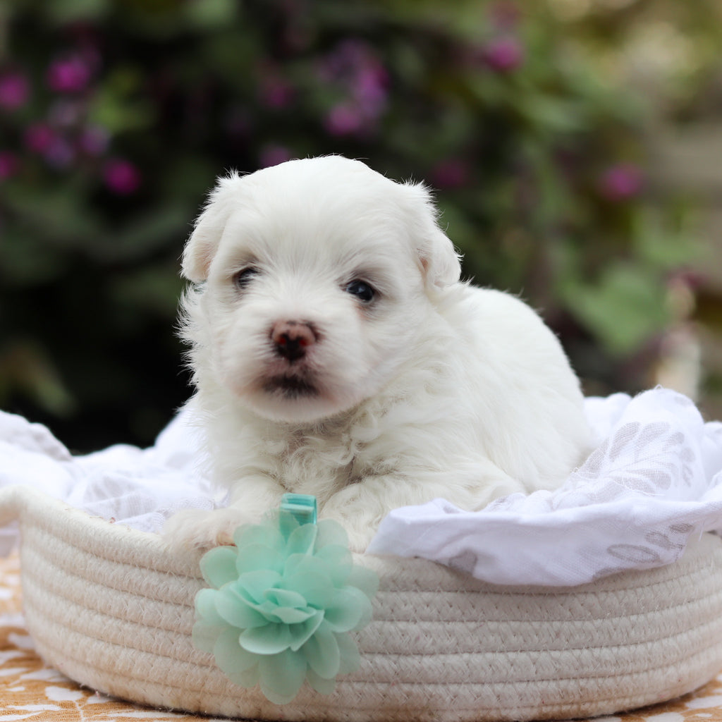 Dougie - Available 9/24