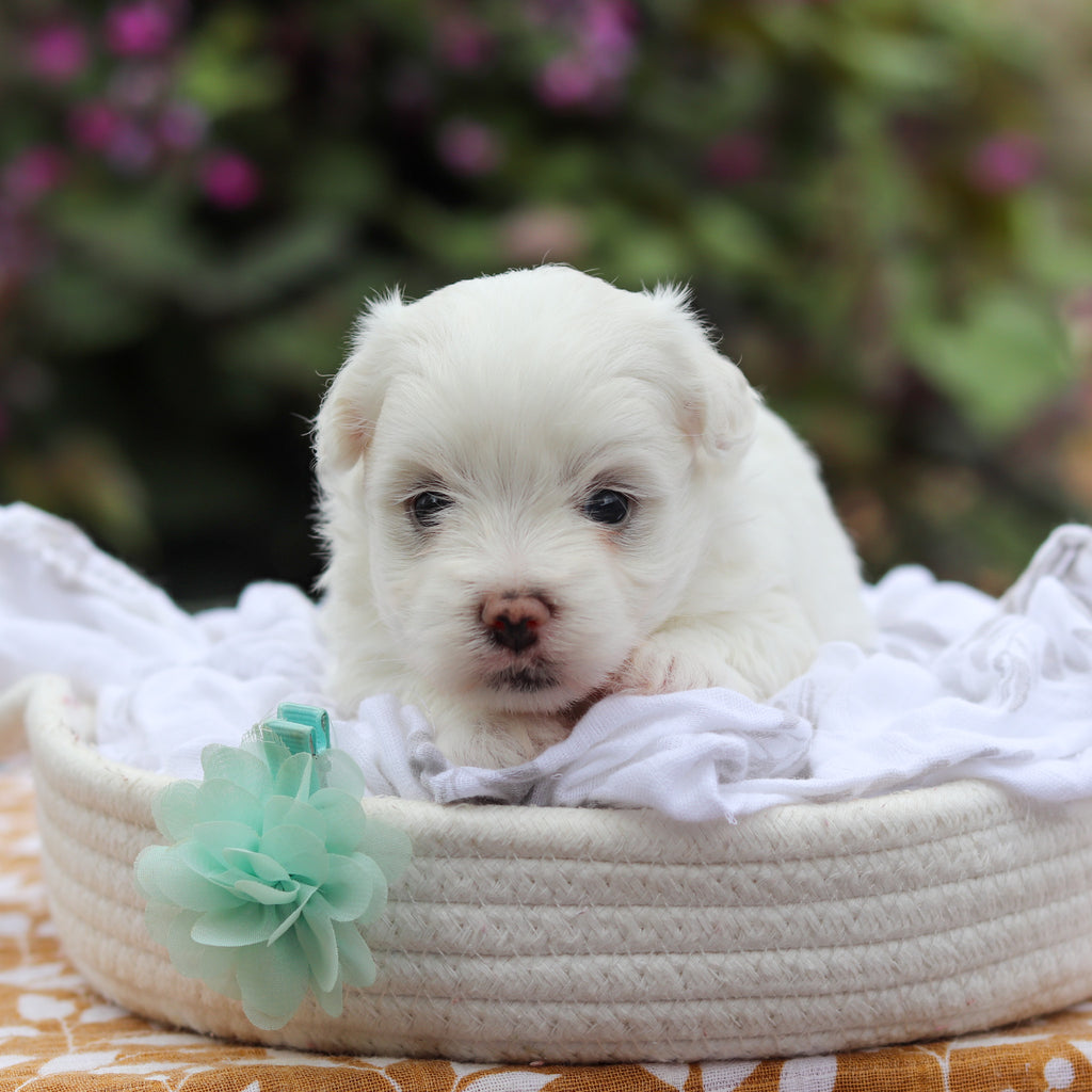 Dougie - Available 9/24