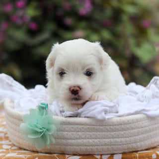 Dougie - Available 9/24