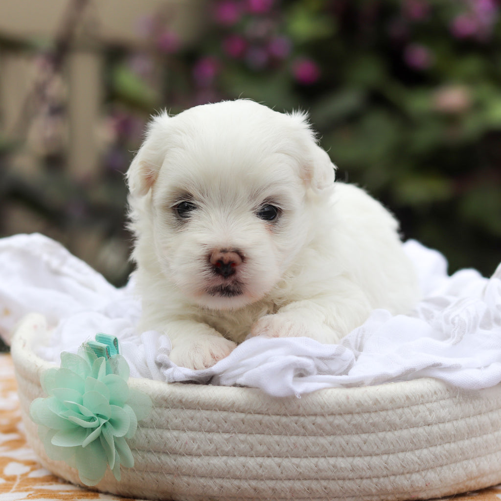 Dougie - Available 9/24