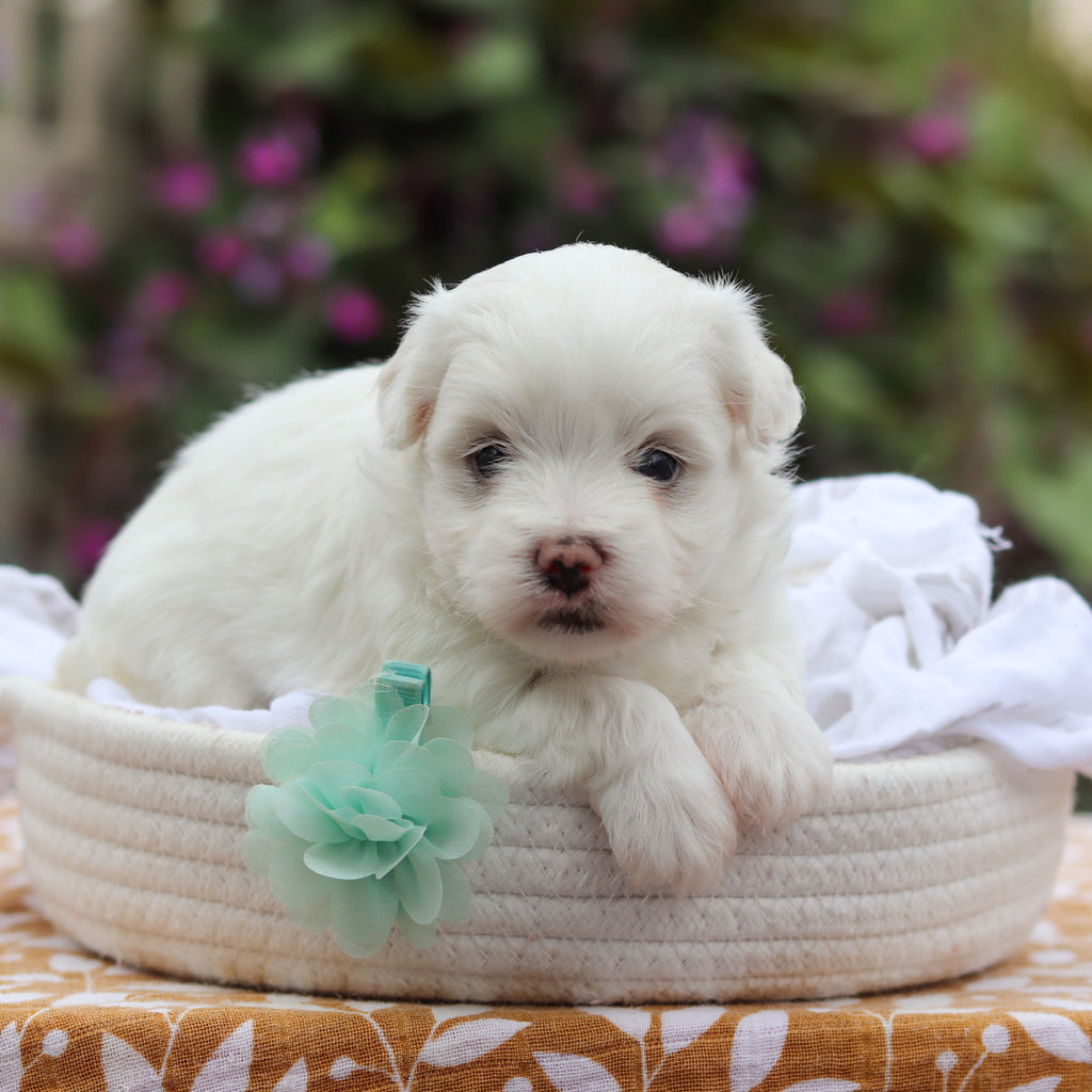 Dougie - Available 9/24
