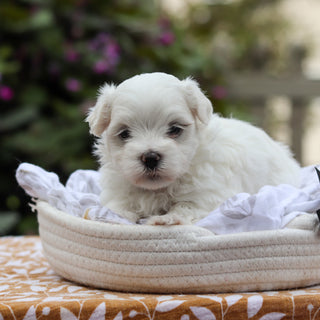 Derrick - Available 9/24
