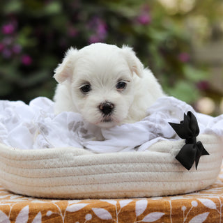 Derrick - Available 9/24