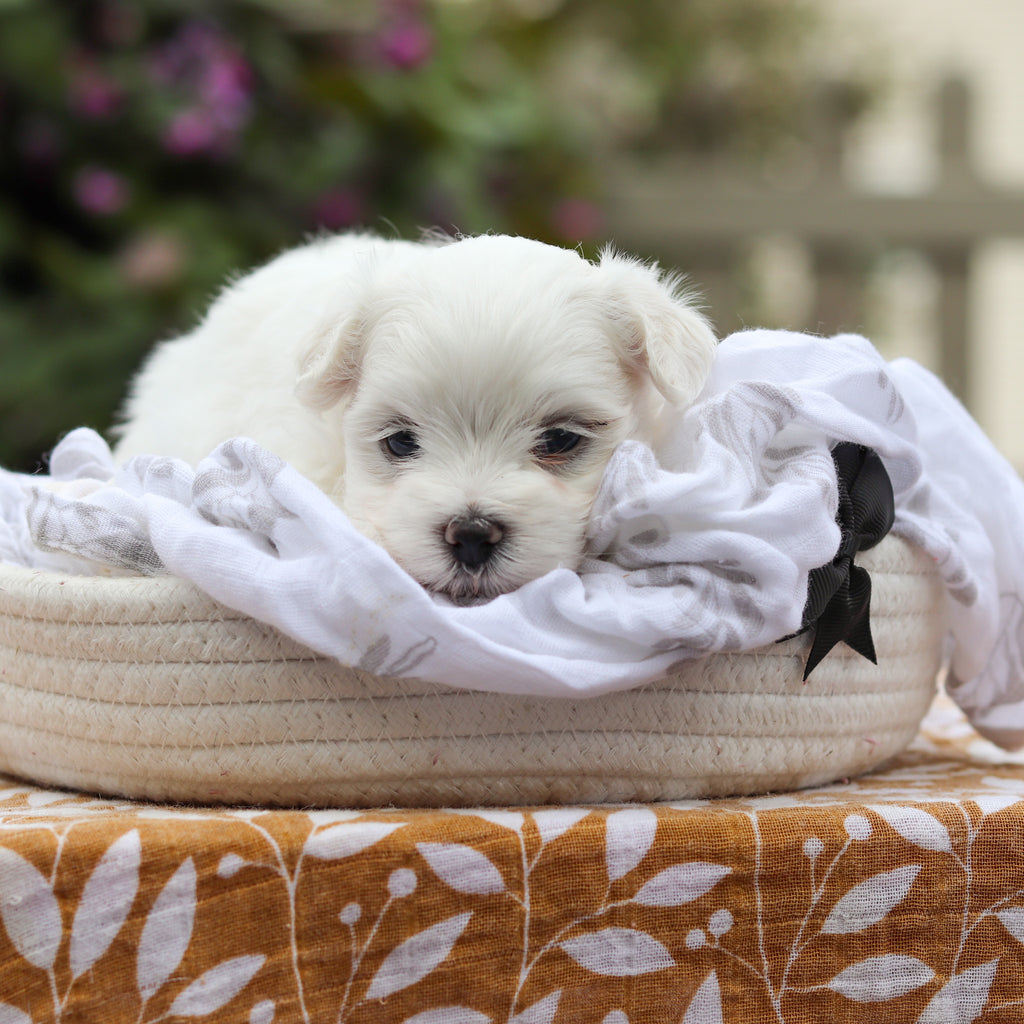 Derrick - Available 9/24