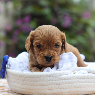 Churro - Available 9/24