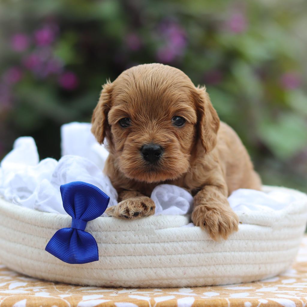 Churro - Available 9/24