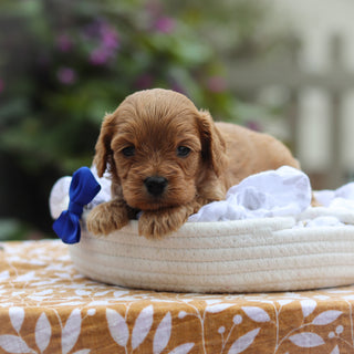 Churro - Available 9/24