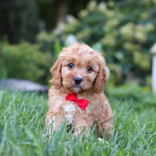 Choco - Available 9/24