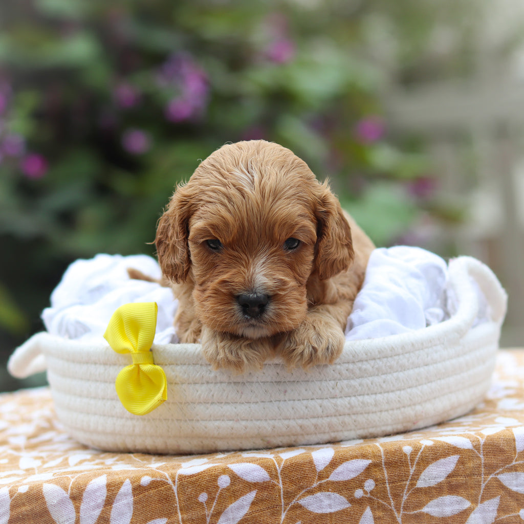 Choco - Available 9/24