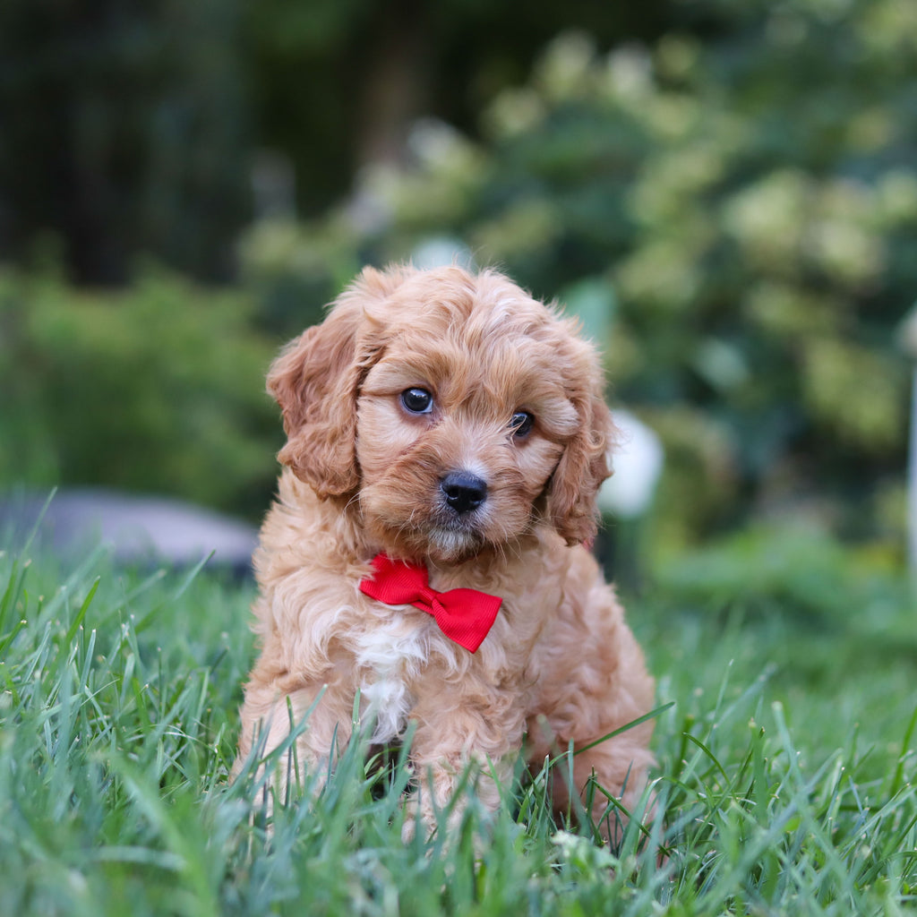 Choco - Available 9/24