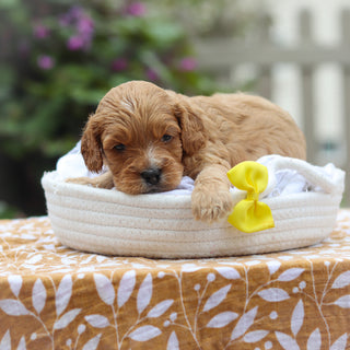 Choco - Available 9/24