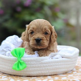 Chauncey - Available 9/24