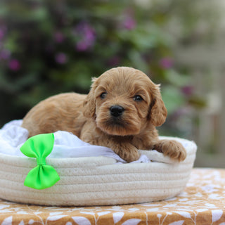 Chauncey - Available 9/24