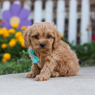 Chauncey - Available 9/24