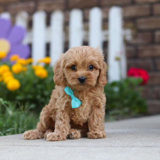 Chauncey - Available 9/24