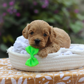 Chauncey - Available 9/24