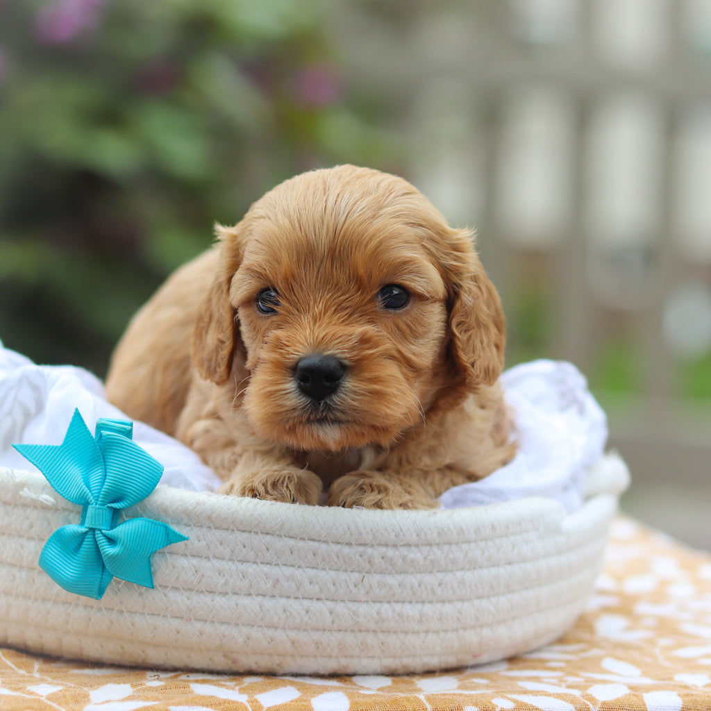 Chandler - Available 9/24