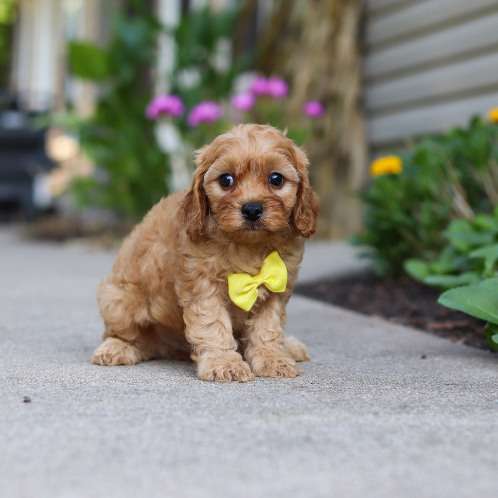 Chandler - Available 9/24