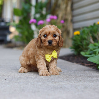 Chandler - Available 9/24