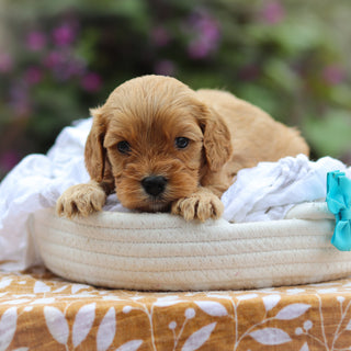 Chandler - Available 9/24