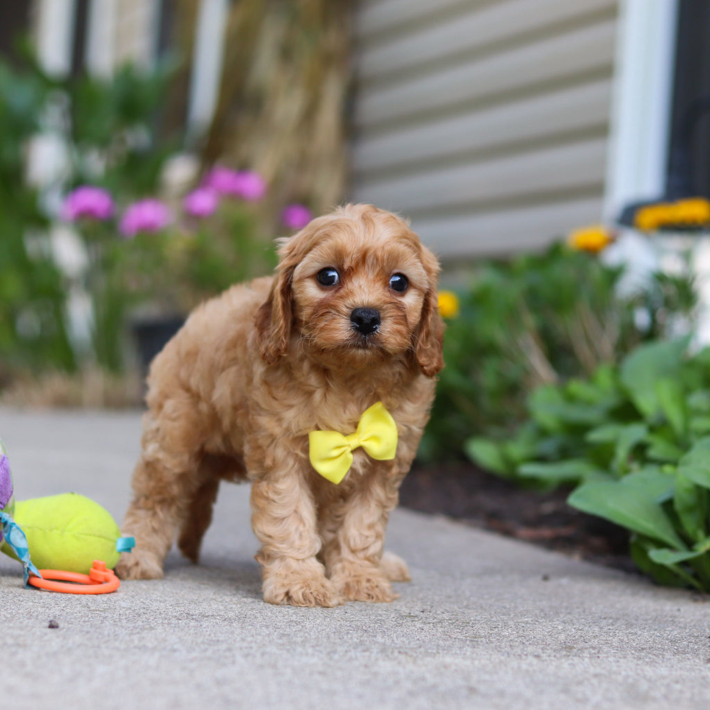 Chandler - Available 9/24