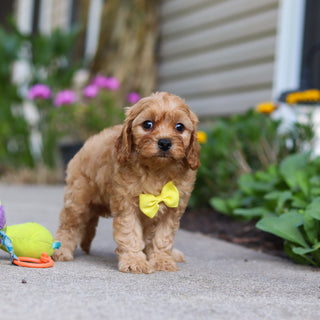 Chandler - Available 9/24