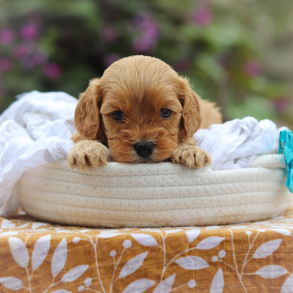 Chandler - Available 9/24