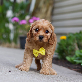 Chandler - Available 9/24