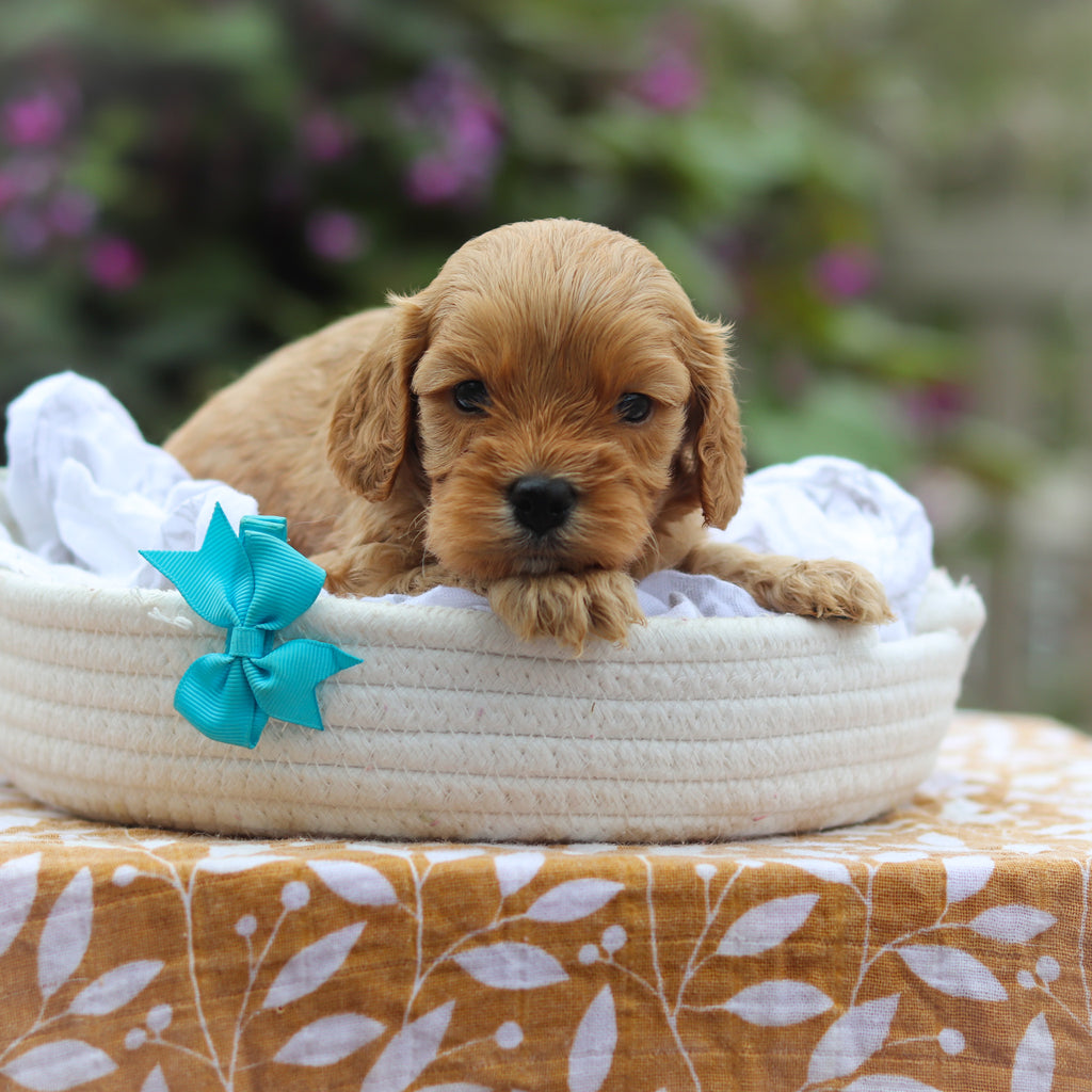 Chandler - Available 9/24