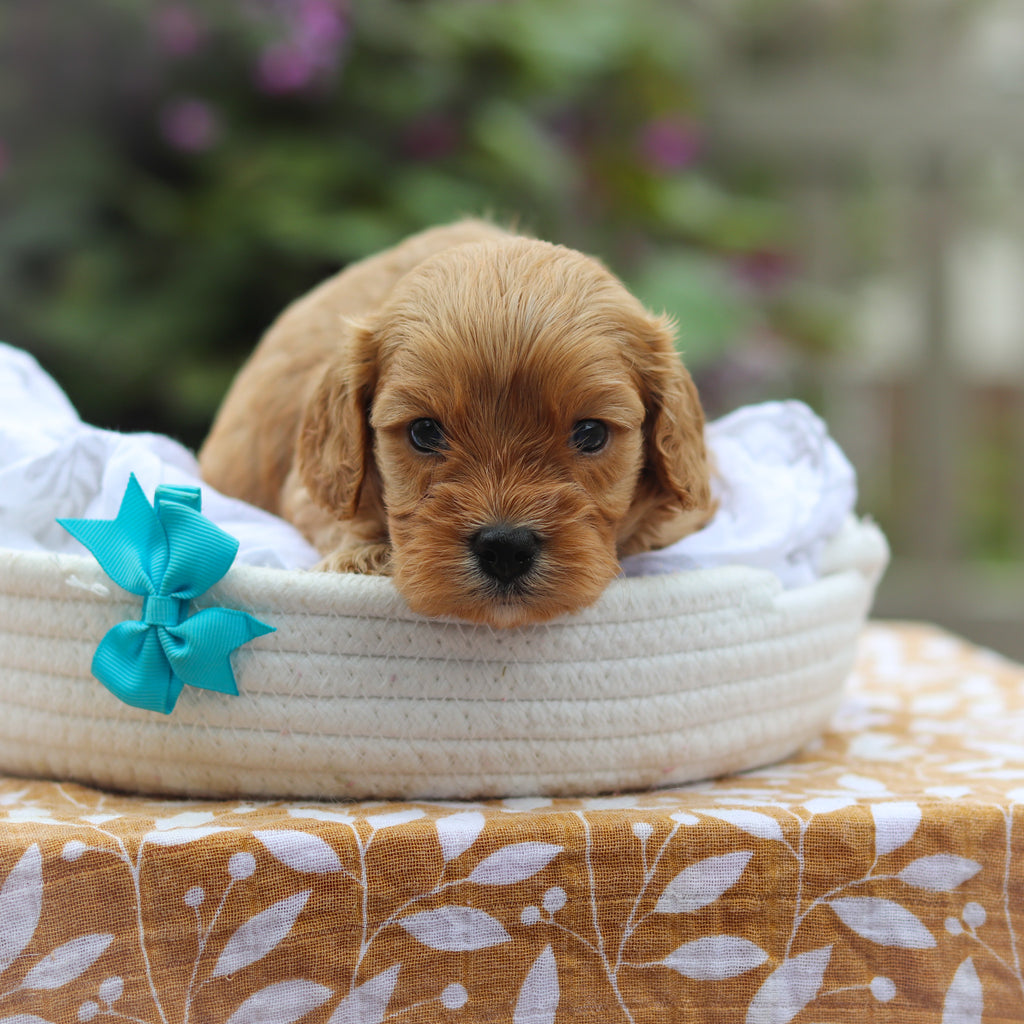 Chandler - Available 9/24